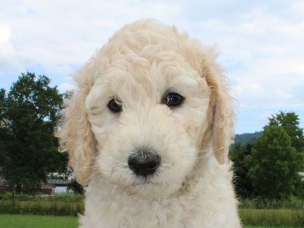 Grosspudelwelpen aus liebevoller Familienaufzucht mit VDH/FCI Papieren