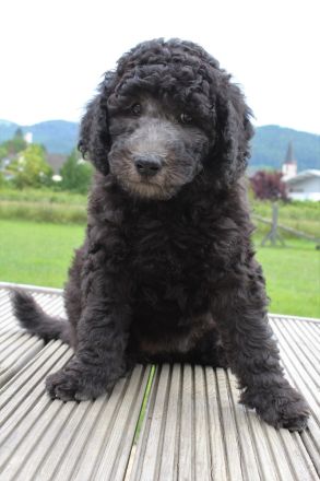 Grosspudelwelpen aus liebevoller Familienaufzucht mit VDH/FCI Papieren