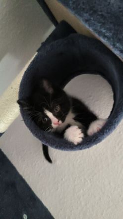 BKH Kitten Kater