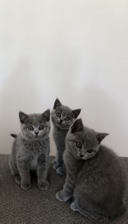 Britisch kurzhaar BKH