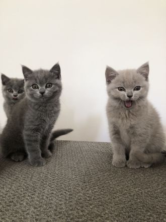 Britisch kurzhaar BKH