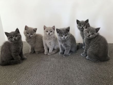 Britisch kurzhaar BKH