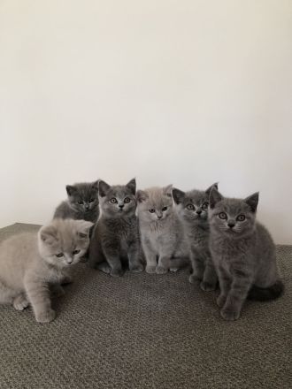 Britisch kurzhaar BKH