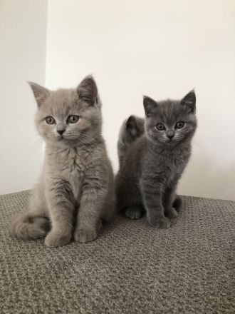 Britisch kurzhaar BKH