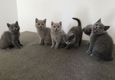 Britisch kurzhaar BKH