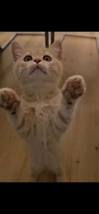 Britisch Kurzhaar Kitten Kater abgabebereit BKH