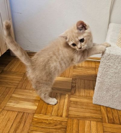 Britisch Kurzhaar Kitten Kater abgabebereit BKH