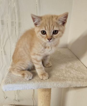 Britisch Kurzhaar Kitten Kater abgabebereit BKH