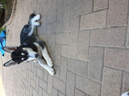 Husky Welpen