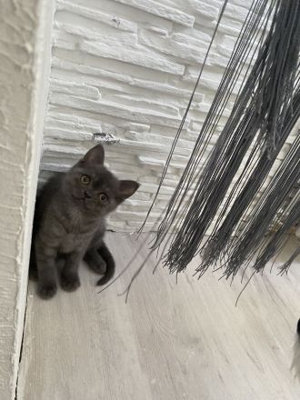 Baby katzen britisch