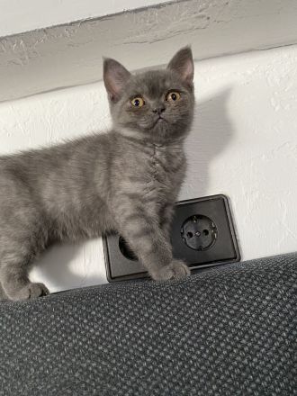 Baby katzen britisch