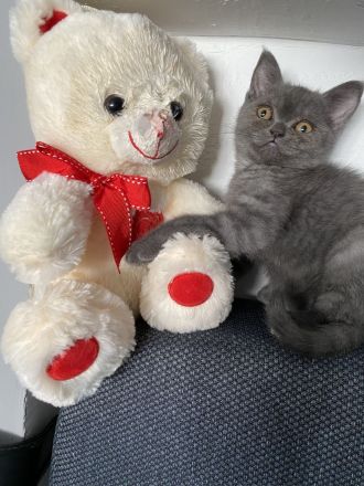 Baby katzen britisch