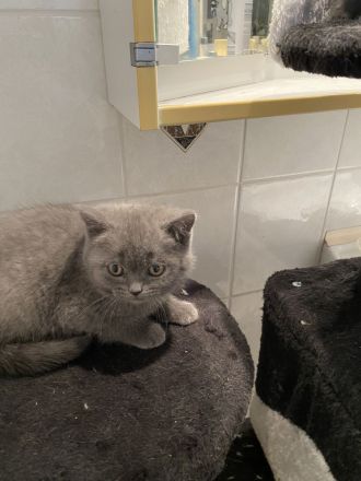 Baby katzen britisch