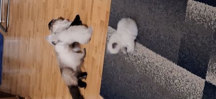 Ragdoll kitten