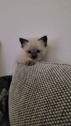 Ragdoll kitten