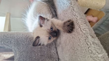 Ragdoll kitten