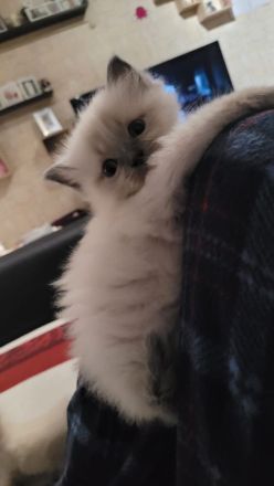 Ragdoll kitten