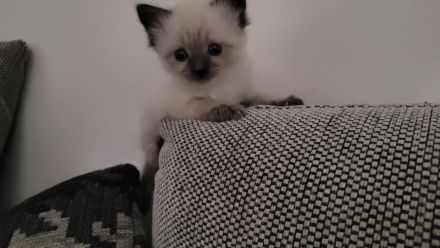 Ragdoll kitten