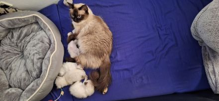 Ragdoll kitten