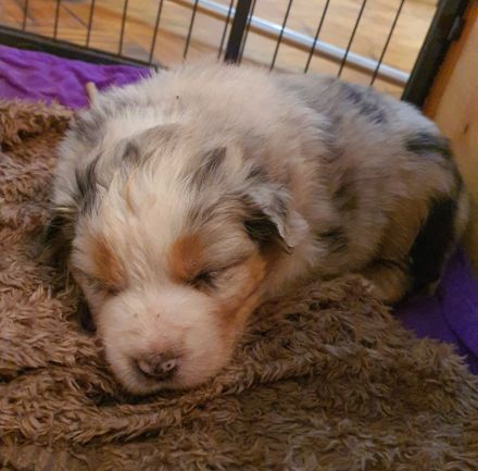 Australien Shepherd Welpen mit ASCA Papieren und Blauen Augen