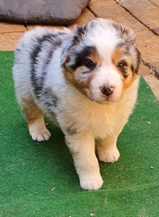 Australien Shepherd Welpen mit ASCA Papieren und Blauen Augen