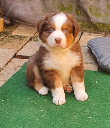 Australien Shepherd Welpen mit ASCA Papieren und Blauen Augen
