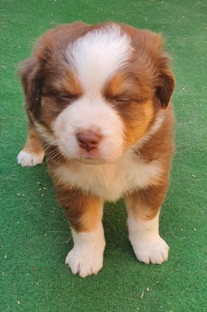 Australien Shepherd Welpen mit ASCA Papieren und Blauen Augen