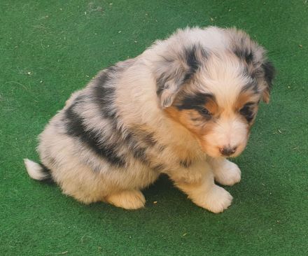 Australien Shepherd Welpen mit ASCA Papieren und Blauen Augen