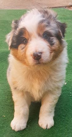 Australien Shepherd Welpen mit ASCA Papieren und Blauen Augen