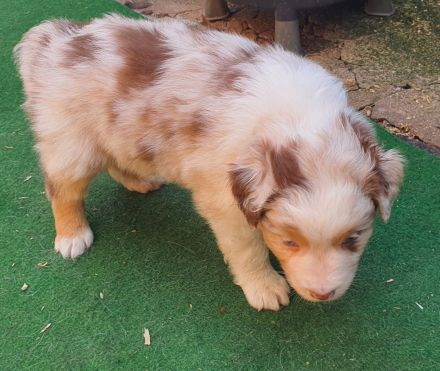 Australien Shepherd Welpen mit ASCA Papieren und Blauen Augen