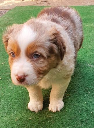 Australien Shepherd Welpen mit ASCA Papieren und Blauen Augen