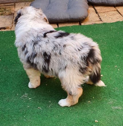 Australien Shepherd Welpen mit ASCA Papieren und Blauen Augen