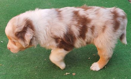 Australien Shepherd Welpen mit ASCA Papieren und Blauen Augen