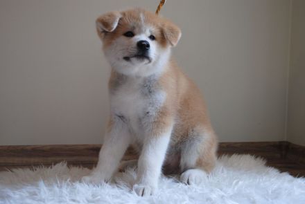 Akita Inu