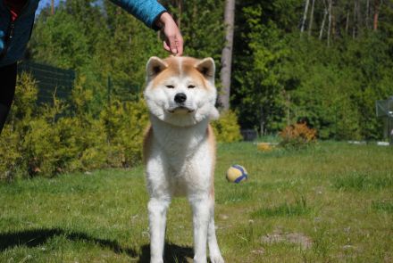 Akita Inu
