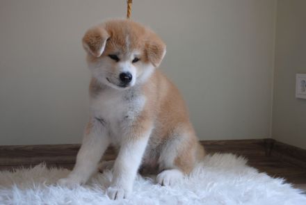 Akita Inu