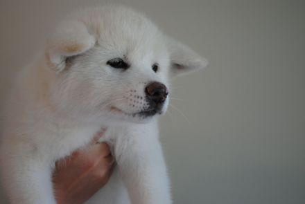 Akita Inu