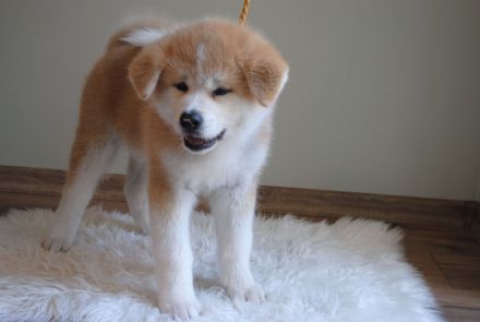 Akita Inu