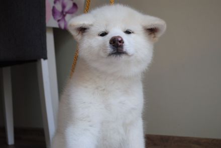 Akita Inu