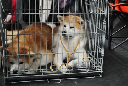 Akita Inu