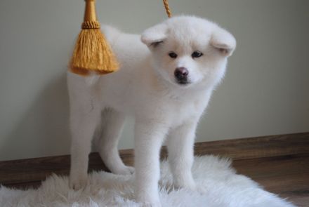 Akita Inu
