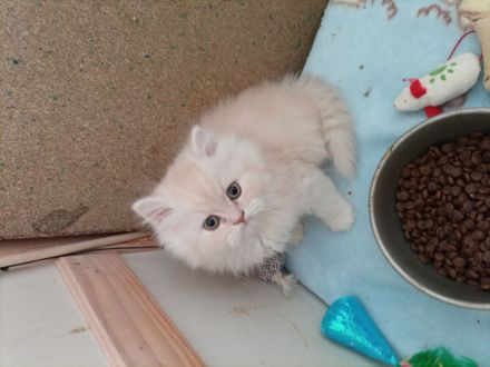 Perser kitten Katzenbabys suchen einen Kuschelplatz