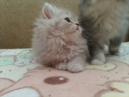 Perser kitten Katzenbabys suchen einen Kuschelplatz