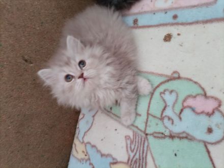 Perser kitten Katzenbabys suchen einen Kuschelplatz