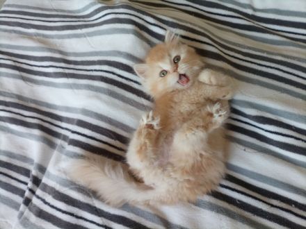 Perser kitten Katzenbabys suchen einen Kuschelplatz