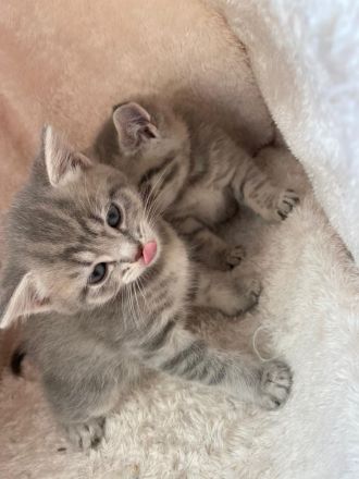 BKH Russisch blau kitten 🐱