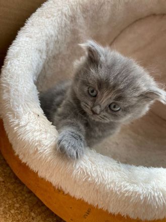 BKH Russisch blau kitten 🐱