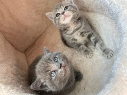 BKH Russisch blau kitten 🐱