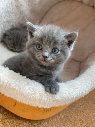 BKH Russisch blau kitten 🐱