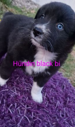 Miniature Australian Shepherd